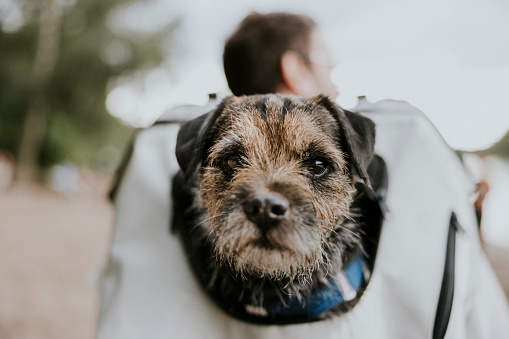 Adorable little dog looking at the camera while being carried in pet carrier backpack by his owner