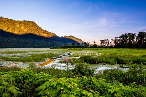 The natural preserve is located at the north area of Pitt Meadows, BC, Canada