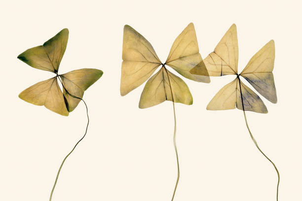 istock clover leaves dried pressed flowers 1336667320