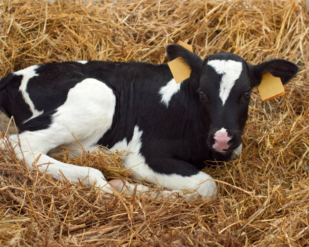 Calf on farm stock photo