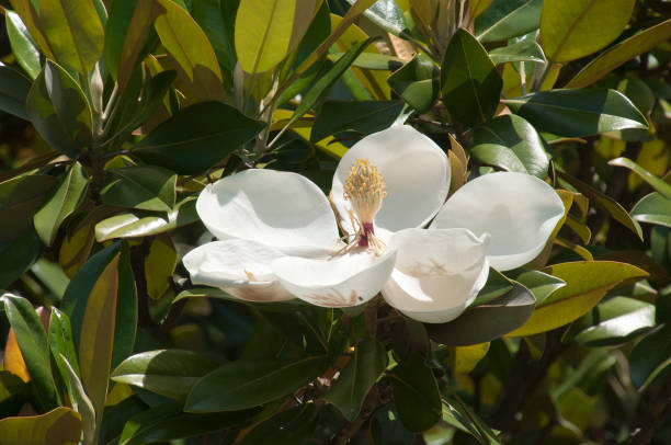 weiße südliche magnolieblüte umgeben von blättern - sweet magnolia tree blossom white stock-fotos und bilder