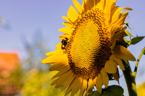 beautiful sunflower in the field