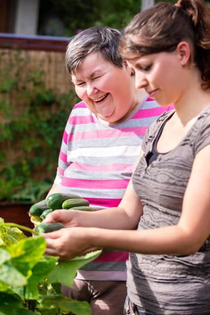 mentally handicapped woman and a caregiver harvesting cucumbers from a raised bed - downs syndrome work bildbanksfoton och bilder