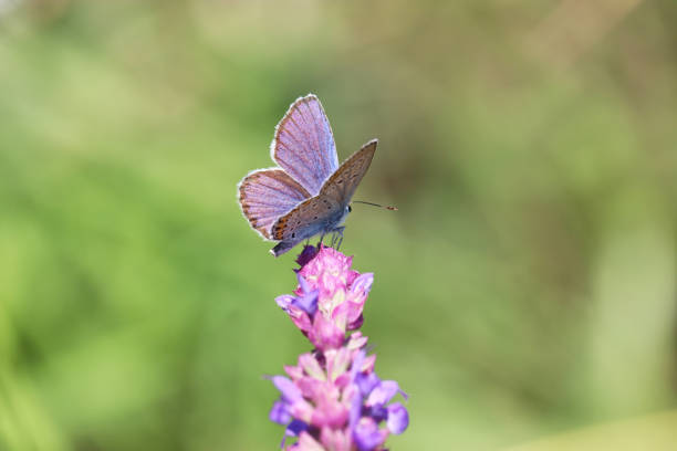 Female common blue butterfly, polyommatus icarus insect sitting on stem. Macro czech animal background