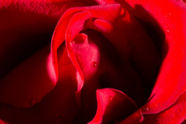 istock fresh dark red roses close up texture background 1336672409