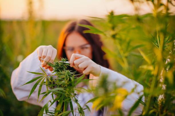 Marijuana field check Medicine students in marijuana field medical marijuana doctor stock pictures, royalty-free photos & images