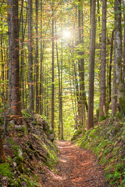 Beautiful natural path leading through a forest with the sun shining through the trees.