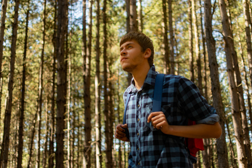 Young man walks through the pine forest on sunny summer day, with backpack on his back, exploring, enjoying, collecting firewoods, relaxing, enjoying the day.