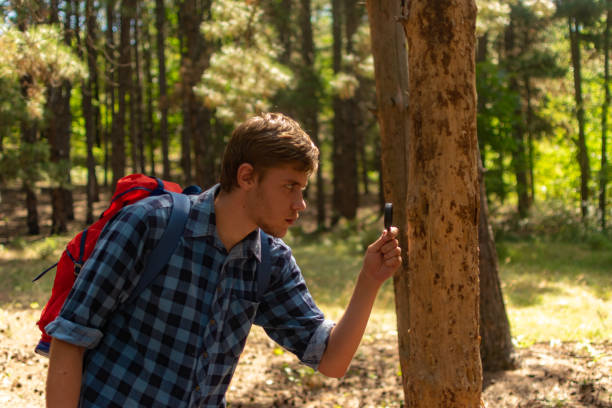 istock Young man with backpack on his back, walking through the pine wood forest, exploring, hiking and enjoying the nature and the view, relaxing. 1336678878