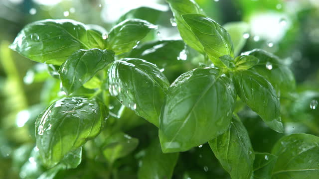 Basil Herb Watered with Rain in Macro and Super Slow Motion 1000fps