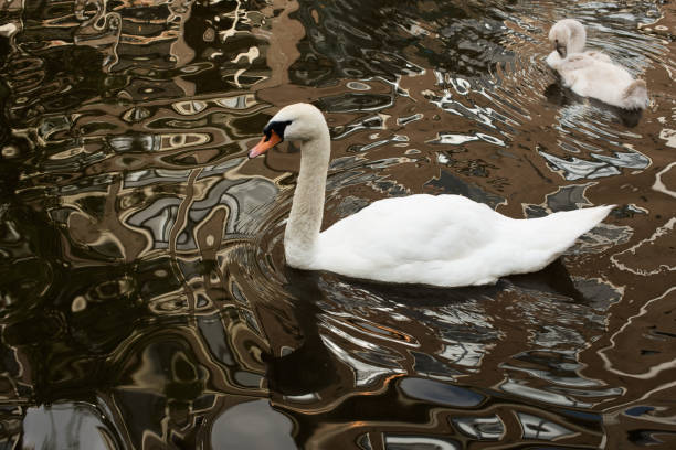 istock swans on the canal 1336679875