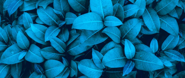 istock abstract green leaf texture, nature background, tropical leaf 1336679950