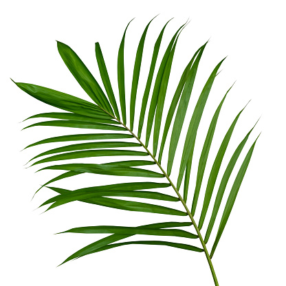 Hojas de coco o frondas de coco, hojas de plam verde, follaje tropical aislado sobre fondo blanco con camino de recorte photo