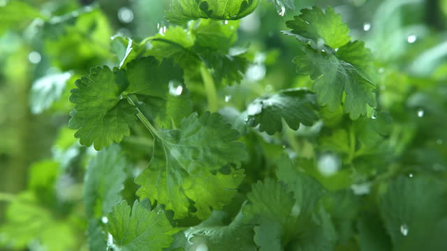 Coriander Herb Watered with Rain in Macro and Super Slow Motion 1000fps