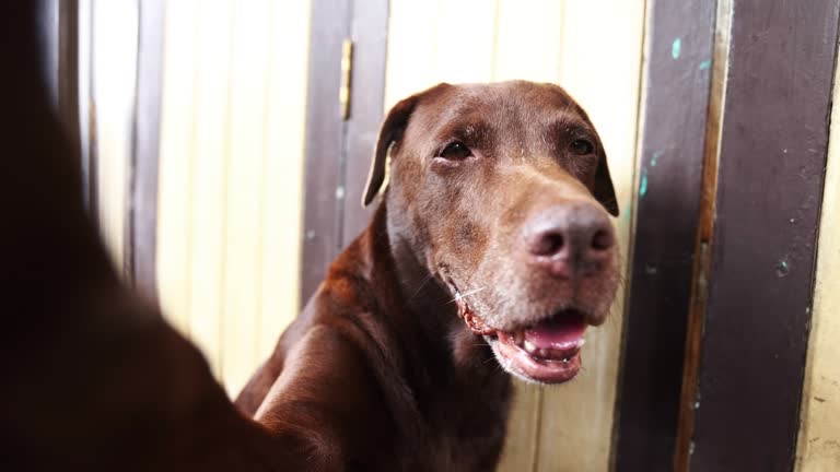 4K Resolution Footage Funny Smile Senior dog chocolate Labrador retriever selfie portrait with smartphone camera on retro red sofa chair on living room.Thailand