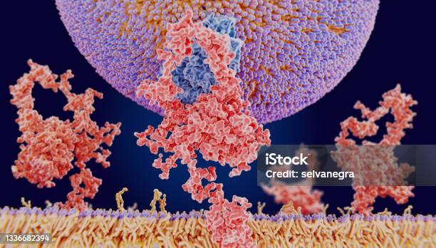 Ldl Particle Binding To The Ldl Receptor Stock Photo - Download Image Now - Cholesterol, Protein, Molecule