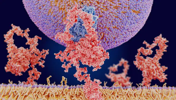 The LDL-receptor (red) is a membrane protein found in almost every human cell. It binds to the apoprotein B100 from LDL-particles and mediates their internalization (endocytosis) in the cell. This occurs in almost all cells but mainly in the liver where it removes about 70 % of LDL from the circulation.
