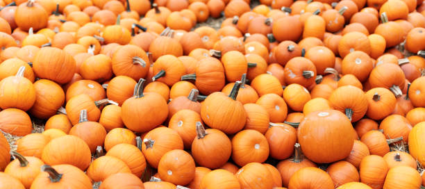Halloween pumpkins background. stock photo