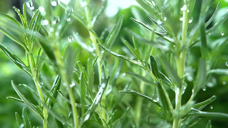 Rosemary Herb Watered with Rain in Macro and Super Slow Motion 1000fps