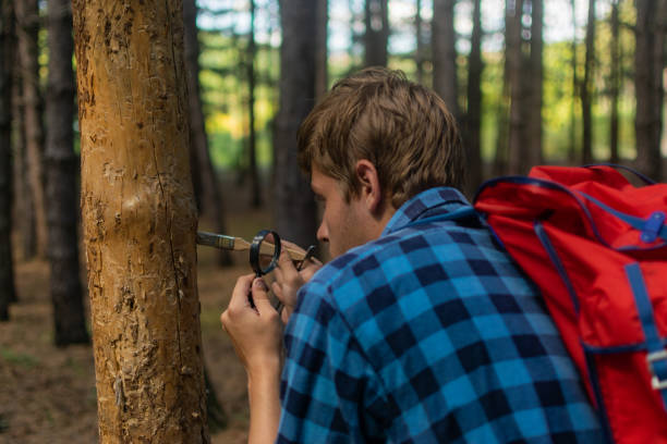 istock Young man walks through the pine forest on sunny summer day, with backpack on his back, exploring, enjoying, collecting firewoods, relaxing, enjoying the day. 1336685979