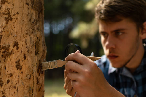 istock Young man walks through the pine forest on sunny summer day, with backpack on his back, exploring, enjoying, collecting firewoods, relaxing, enjoying the day. 1336686126