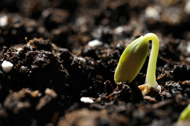 istock Little green seedling growing in soil, closeup. Space for text 1336686292