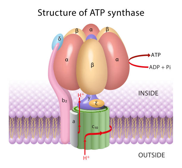 The components of ATP synthase, a rotary motor ATP synthase is found embedded in the inner membranes of mitochondria and chloroplasts and the inner membrane of bacterial cells cell flagellum stock illustrations