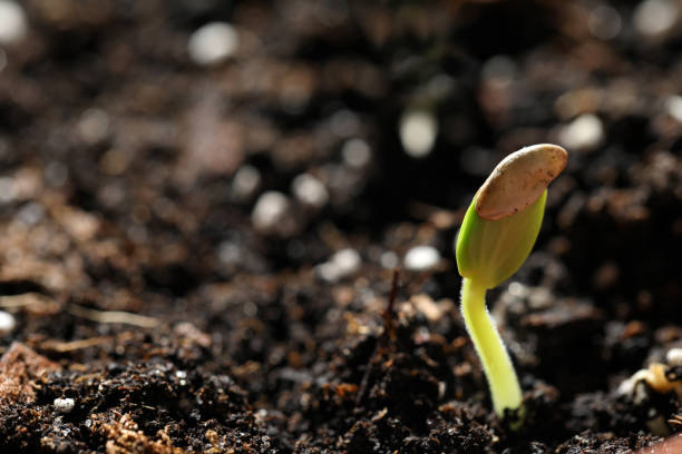istock Little green seedling growing in soil, closeup. Space for text 1336686684