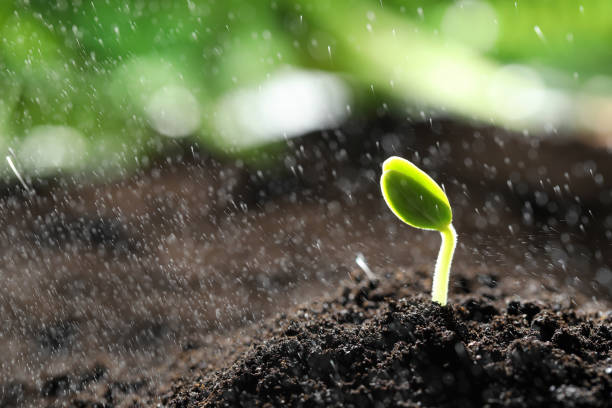 istock Sprinkling water on little green seedling in soil, closeup. Space for text 1336688064
