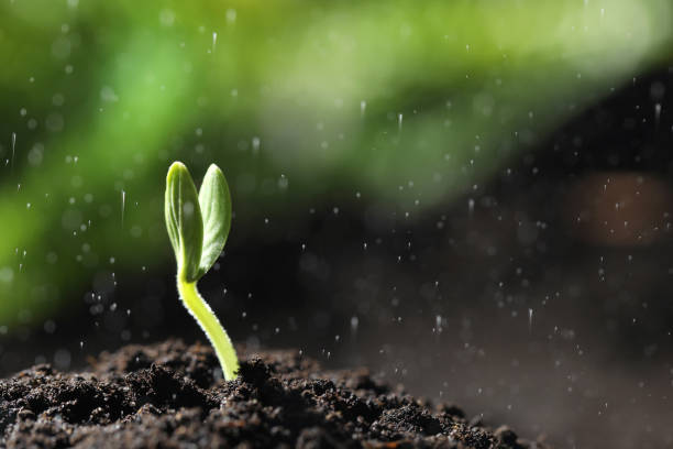 istock Sprinkling water on little green seedling in soil, closeup. Space for text 1336688818