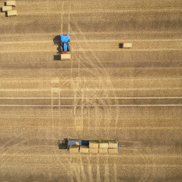 istock Blue tractor loads big bales on trailer 1336689095