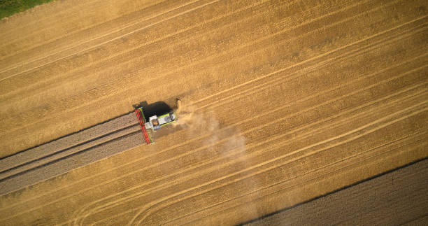 istock Combine harvester in wheat field 1336689426