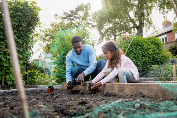 istock Helping Daddy Plant At The Allotment 1336689457