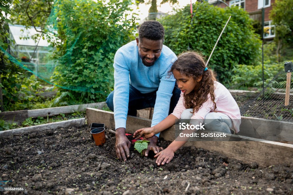 You're Doing So Well! A father and his young daughter who is learning all about gardening at the family allotment. She is being encouraged by her father as she plants fresh produce in the soil. She is patting it down securely where that produce will grow. Gardening Stock Photo
