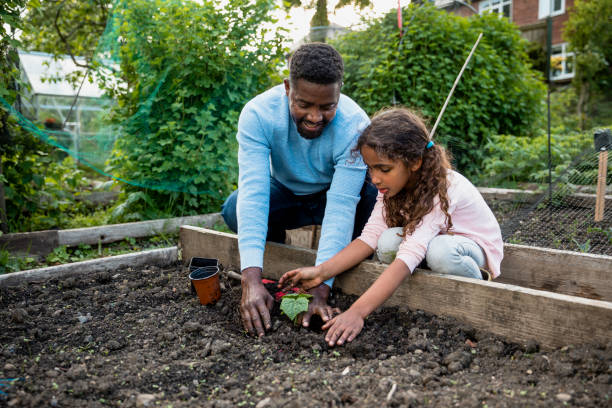 You're Doing So Well! A father and his young daughter who is learning all about gardening at the family allotment. She is being encouraged by her father as she plants fresh produce in the soil. She is patting it down securely where that produce will grow. community garden stock pictures, royalty-free photos & images