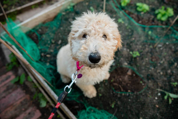 Cute Dog In The Garden A high angle selective focus close-up view of a little purebred Labradoodle dog looking up at the camera whilst with his owners at their allotment in Newcastle upon tyne in The North East of England. pet leash photos stock pictures, royalty-free photos & images