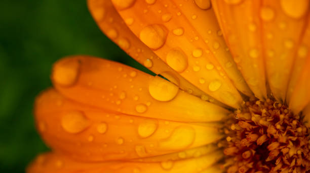 istock drops of morning dew on an orange flower, 1336690247