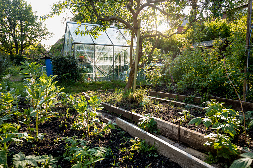 A wide-angle front view of a beautiful lush green allotment with lots of green vibrant plants. There is also a greenhouse for the likes of tomatoes. You can also see raised beds in the foreground.