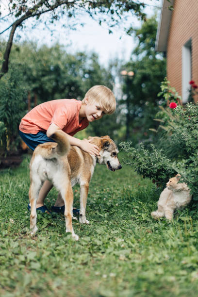 istock Boy playing with cat and dog. 1336690794