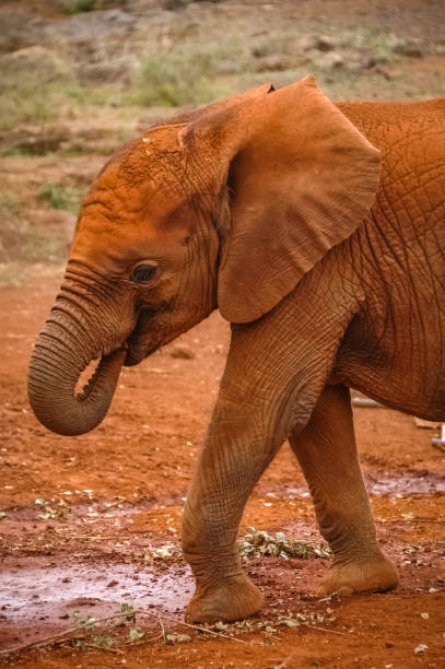 istock Baby elephant roaming in Kenya 1336692289