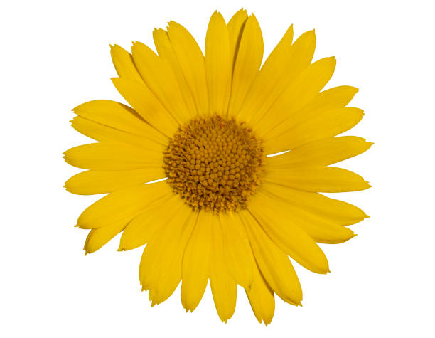 Arnica montana. Arnica flower isolated on white background. Wild flower. Herbal medicine. Arnica montana. Arnica flower isolated on white background. Wild flower. Herbal medicine. arnica flower single flower white stock pictures, royalty-free photos & images