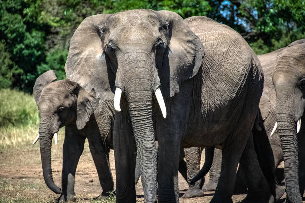 istock elephant roaming in Kenya Africa 1336693989