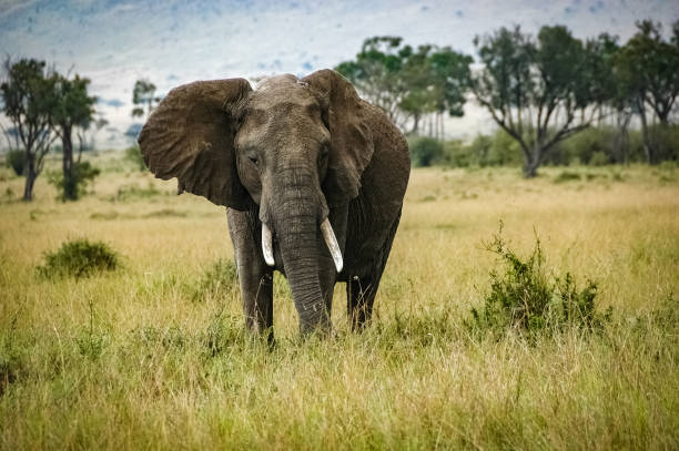istock elephant roaming in Kenya Africa 1336694016