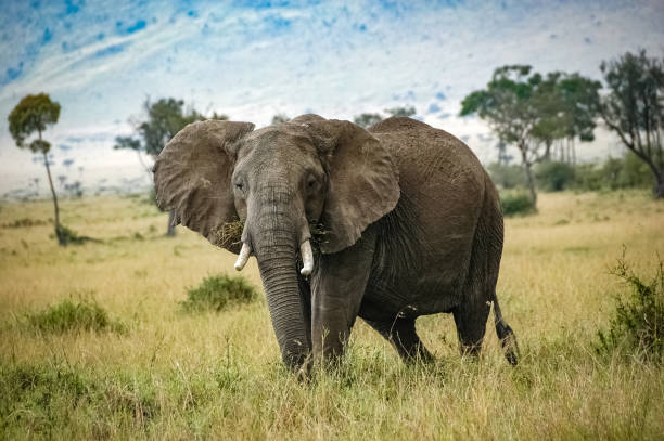 istock elephant roaming in Kenya Africa 1336694030