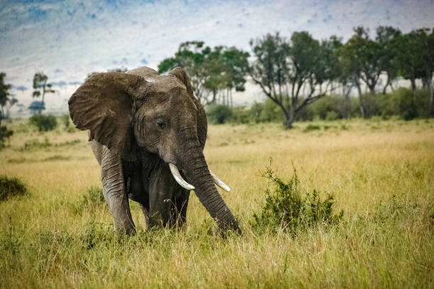 istock elephant roaming in Kenya Africa 1336694034
