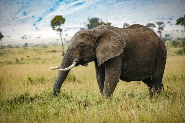 istock elephant roaming in Kenya Africa 1336694049