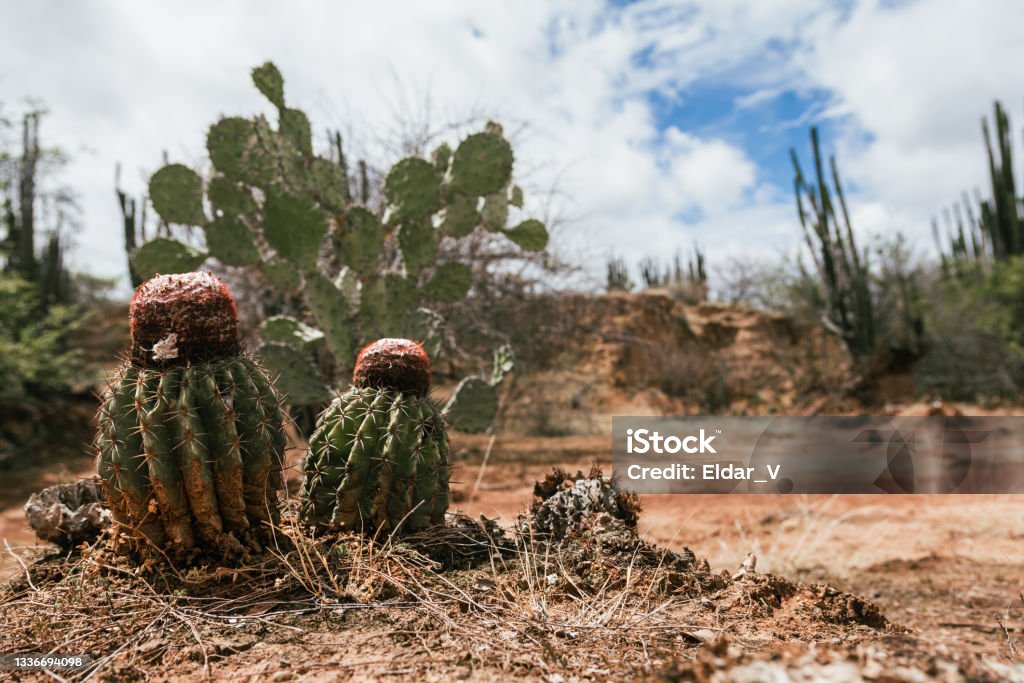 cactus and desert Cactus in the red Tatacoa’s desert, on a sunny day. Cactus Stock Photo