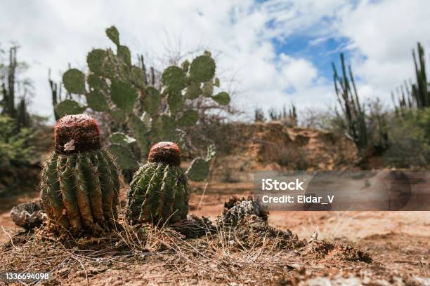 Cactus And Desert Stock Photo - Download Image Now - Cactus, Tatacoa Desert, Landscape - Scenery