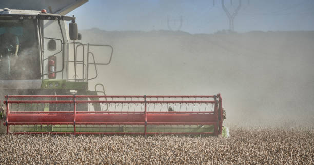 istock Combine harvester in wheat field 1336694841