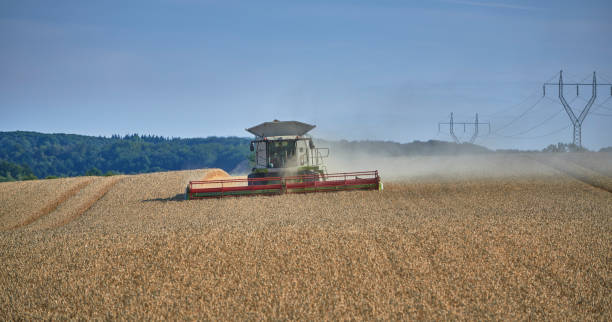 istock Combine harvester in wheat field 1336694854
